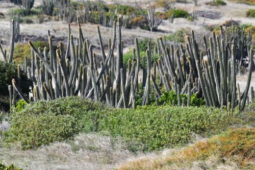 Savane des pétrifications