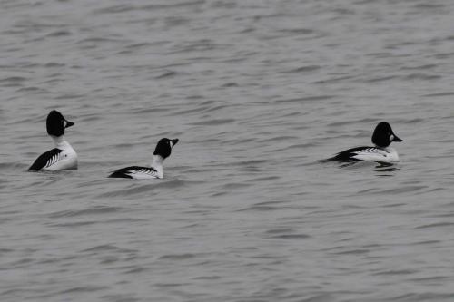 Garrots à oeil d'or