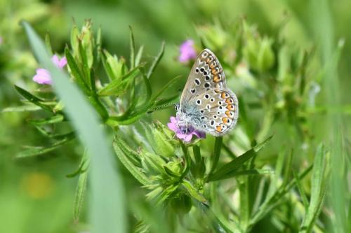 Azuré commun (femelle)