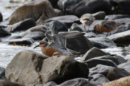 Bécasseaux maubèches