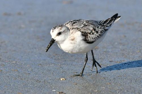 Bécasseau sanderling