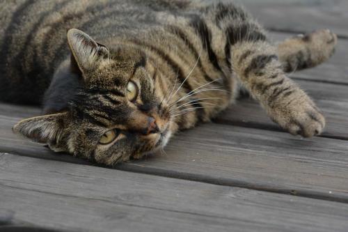 L'unique habitant du Chalet Gaillard lors de notre passage