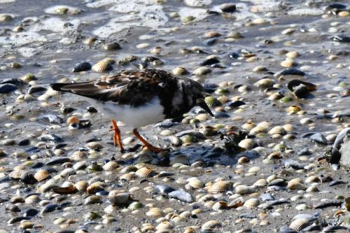 Tournepierre à collier