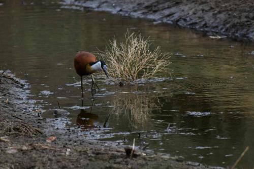 Jacana à poitrine dorée