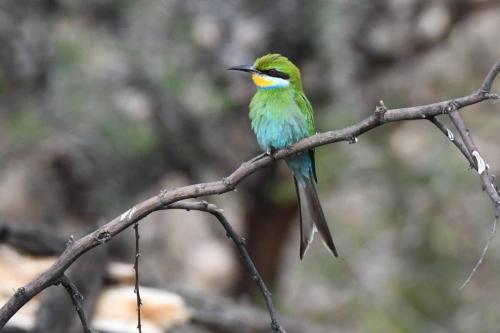 Guêpier à queue d'aronde