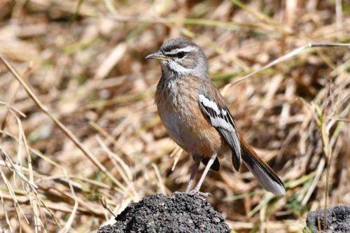 Agrobate à dos roux