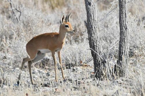 Steenbok