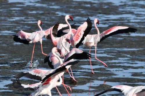 Flamants nains