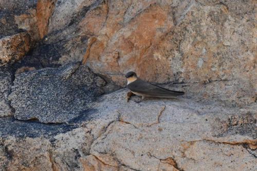 Hirondelle isabelline