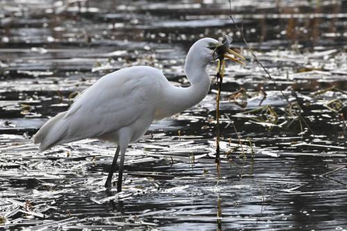 Grande aigrette
