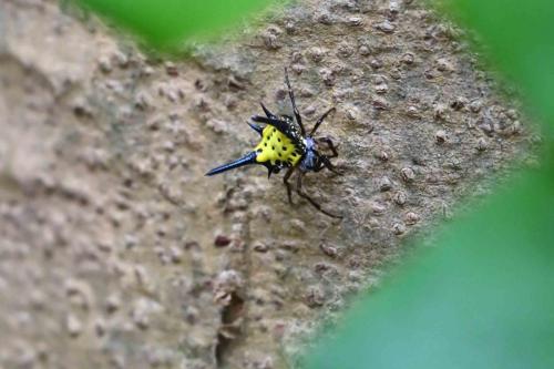 Macracantha hasselti ?