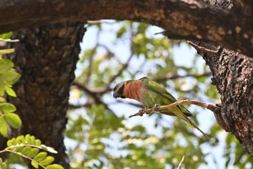 Perruche à moustaches