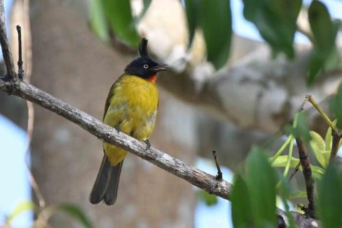 Bulbul à huppe noire