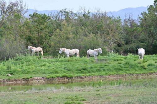 Chevaux Camargues