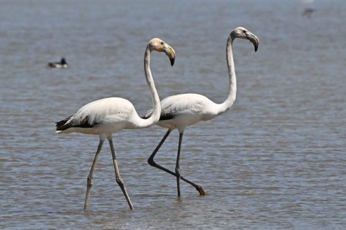 Flamants roses