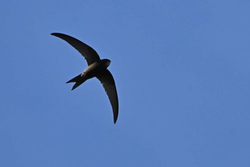 Martinet noir