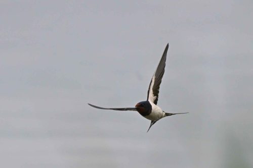 Hirondelle rustique
