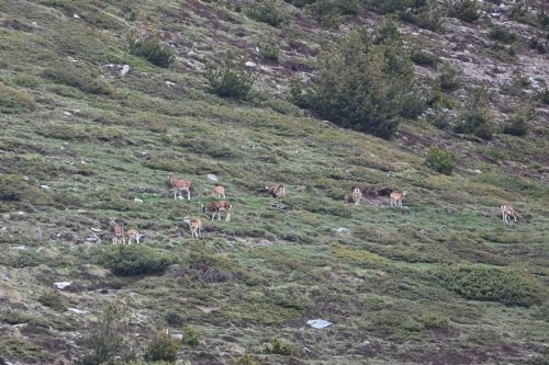 Mouflons