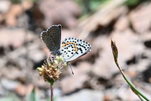 Azuré des orpins   (Scolitantides orion)