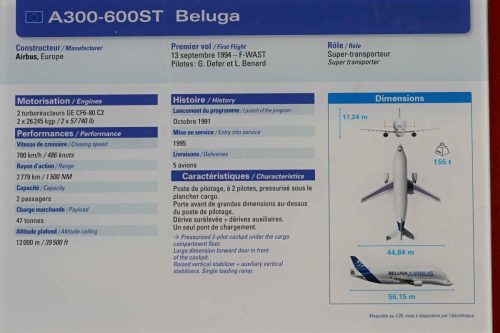 Beluga
