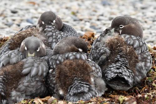 Brassemer des Malouines