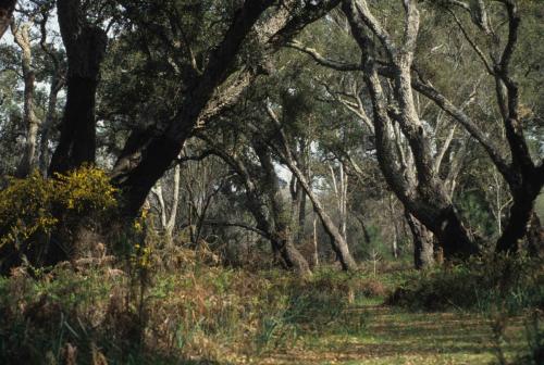 Parc national de Doñana