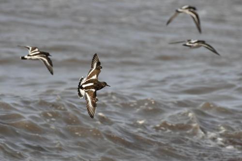 Tournepierres à collier