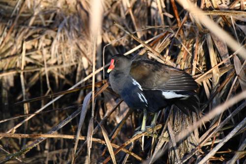Gallinule poule-d'eau