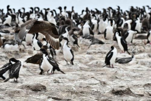Cormorans impériaux et Labbe antarctique
