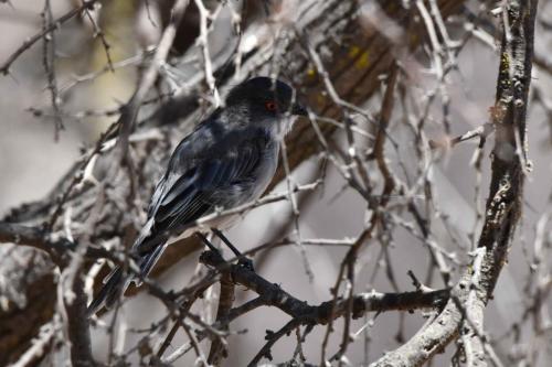 Pépoaza oeil-de-feu