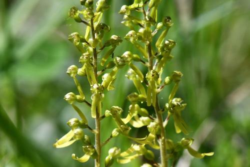 Listère à feuilles ovales