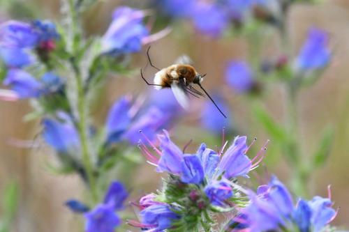 Grand Bombyle (Bombylius major)