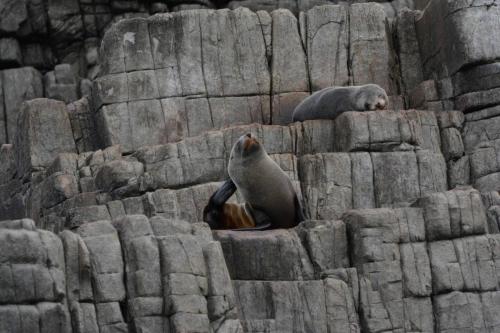 Otaries à fourrure de Nouvelle-Zélande