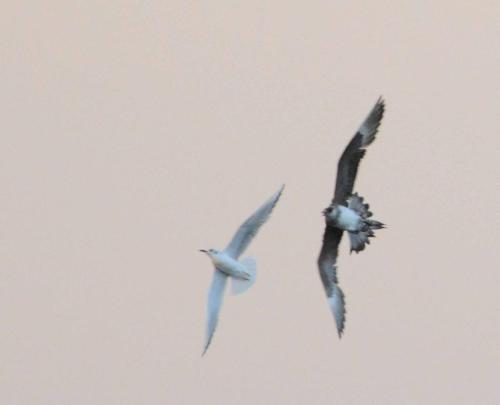 Attaque de Labbe parasite sur mouette rieuse