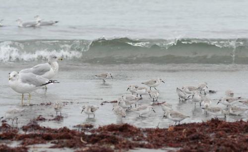 Goeland à bec cerclé et Becasseaux sanderling