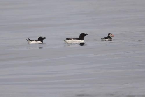 Pingouins torda avec 1 macareux