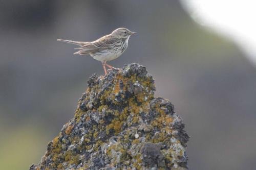 Pipit farlouse