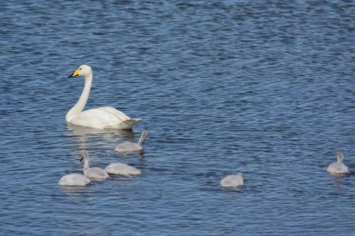 Cygnes chanteurs