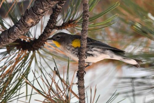 Paruline a croupion jaune