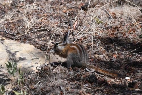 Least Chipmunk