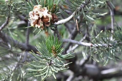 Pinyon Pine