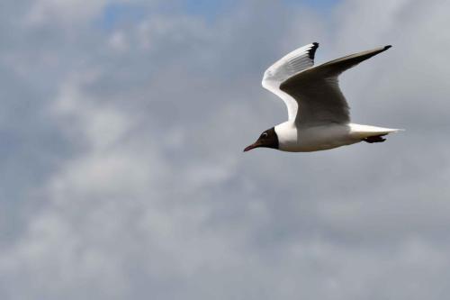 Mouette rieuse