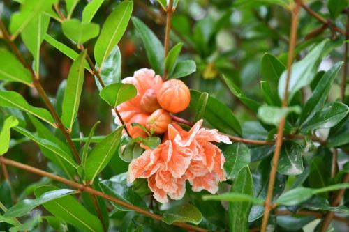 Jardin exotique de Ponteilla