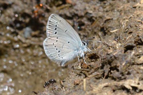 Demi-Argus (Cyaniris semiargus)