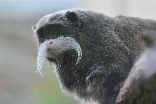 Tamarin empereur barbu