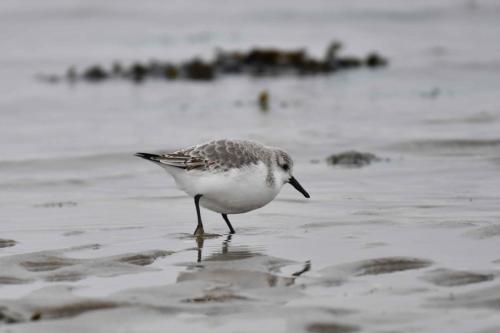 Bécasseau sanderling