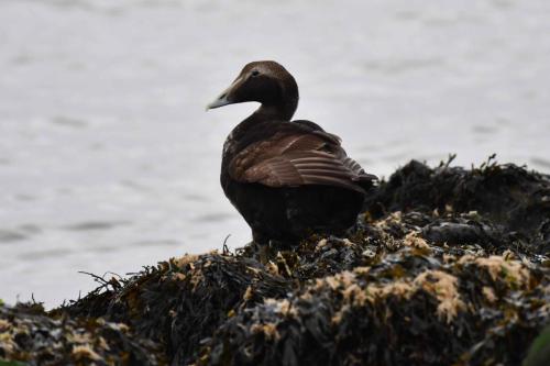 Eider à duvet (Jeune mâle)