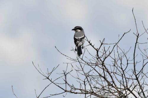 Pie-grièche méridionale