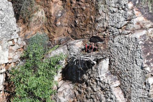 Cigognes noires à Salto del Gitano