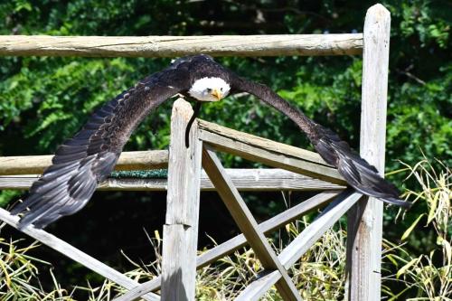 Pygargue à tête blanche